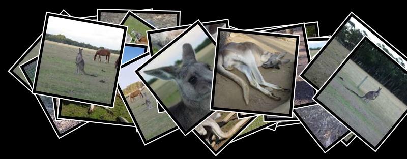 kangaroo