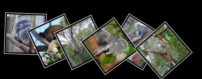 koala