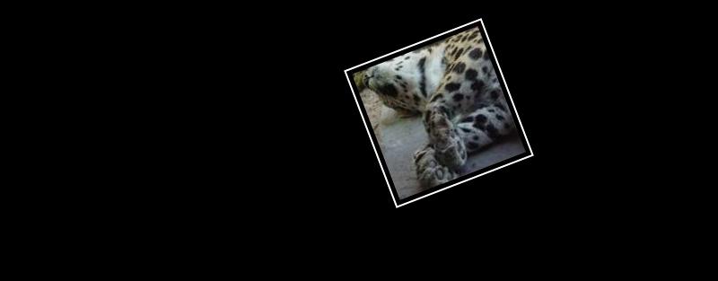 leopard