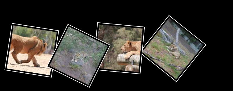 lion