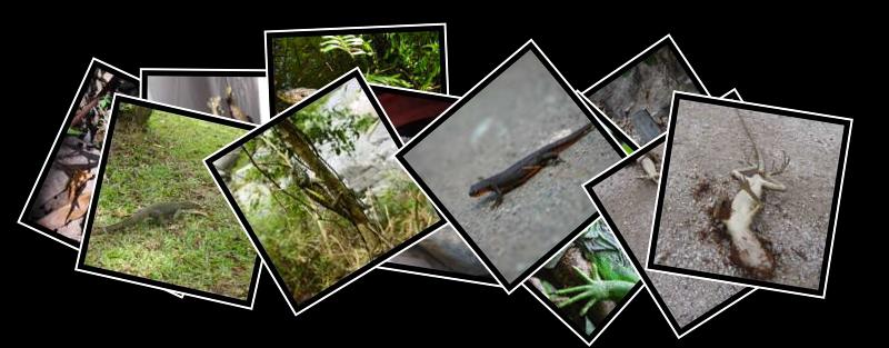 lizard