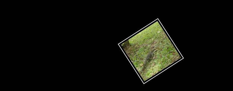 monitor lizard