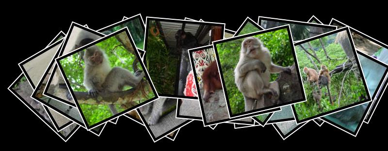 monkey