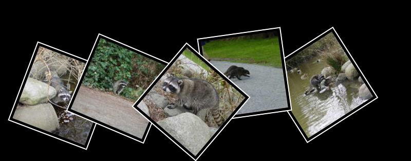 racoon