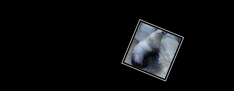 sea lion