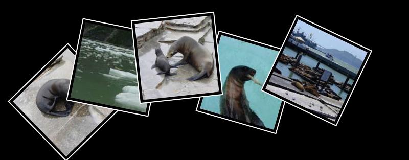 seal