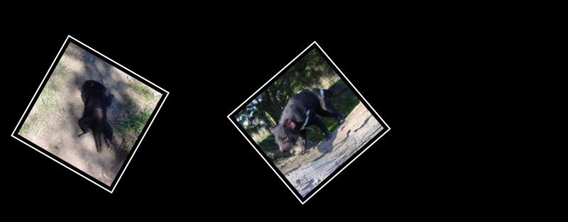 tasmanian devil