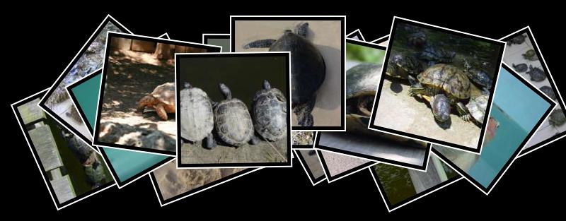 turtle