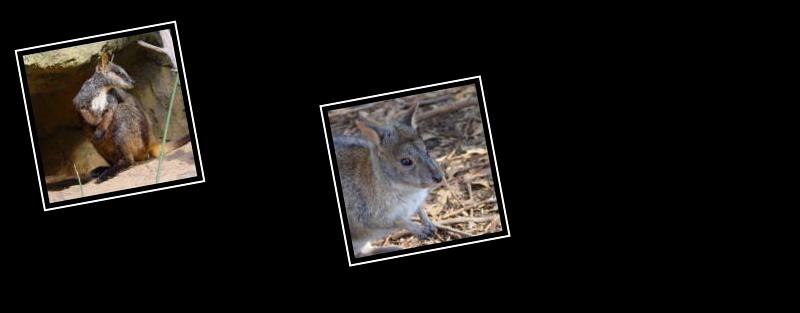 wallaby