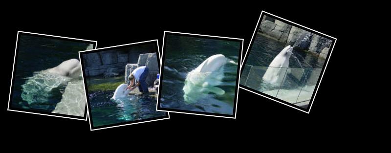white whale