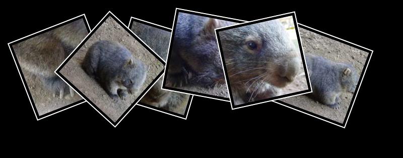 wombat