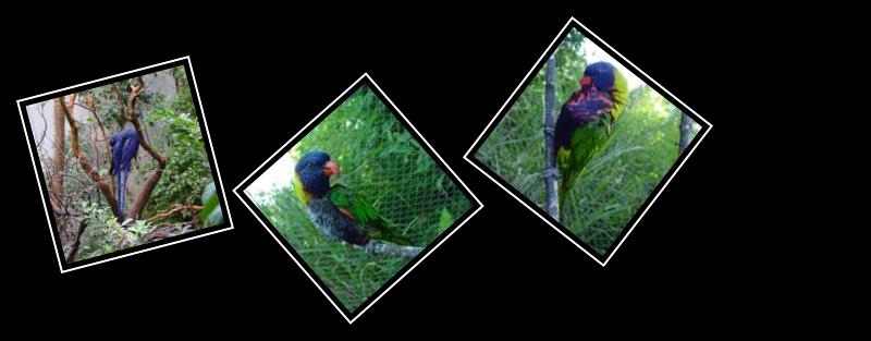 parrot