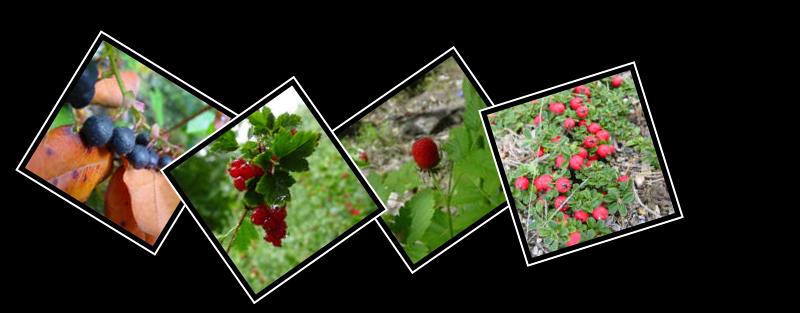 unknown berry