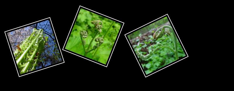 fern