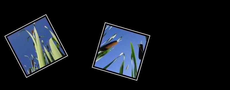 reed