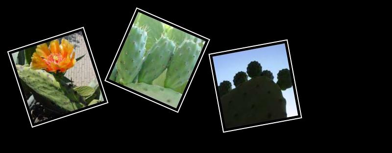 cactus nopales