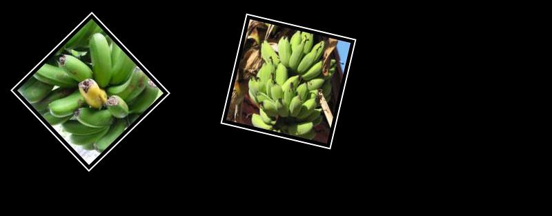 banana