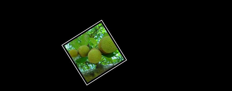bread fruit