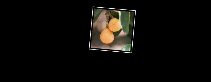 loquat