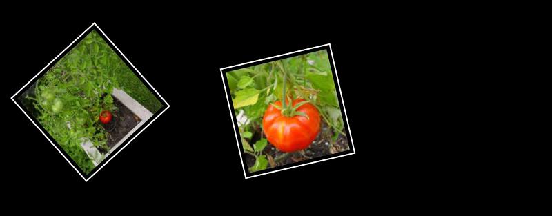 tomato