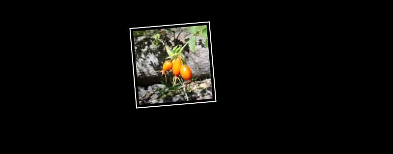 rosehip
