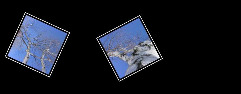 birch