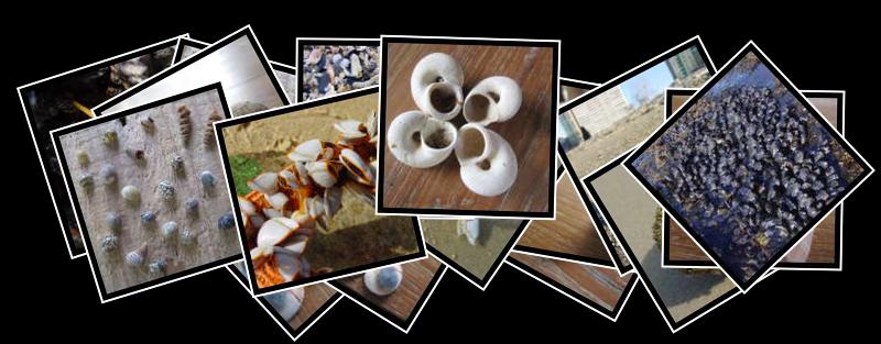 shell