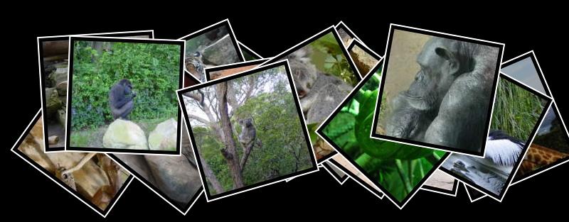 Sydney Zoo