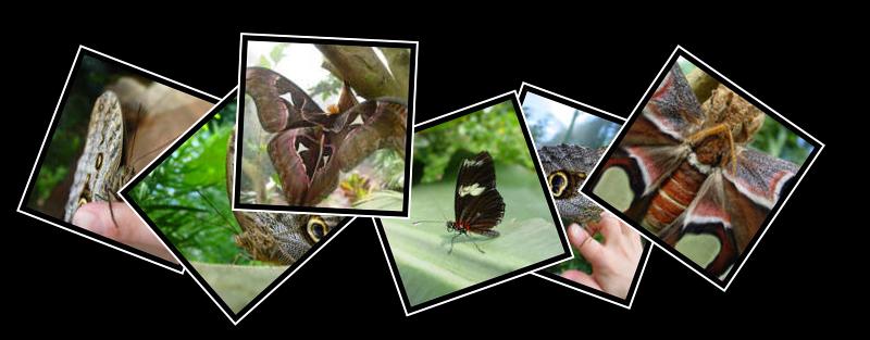 Butterfly Gardens