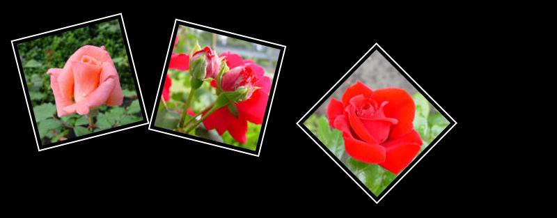 UBC Rose Garden