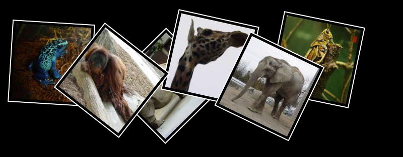 Toronto Zoo