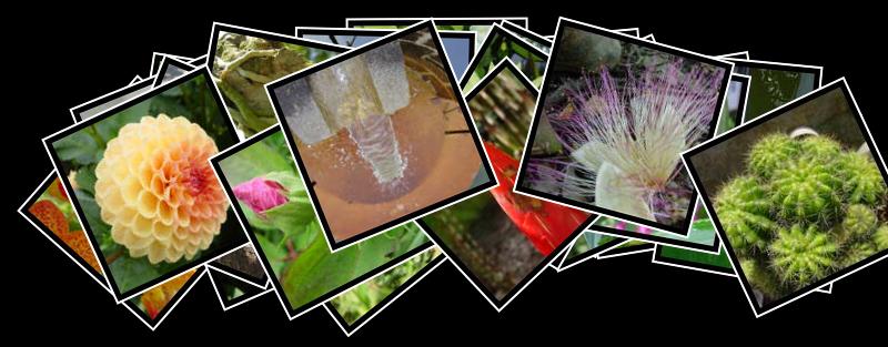Botanical Gardens
