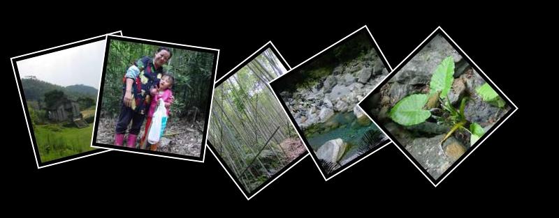 Taroko