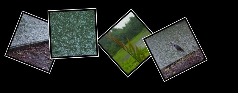 rain